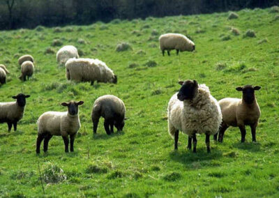 Where are the shepherds who are willing to live with the ‘smell of the sheep’?