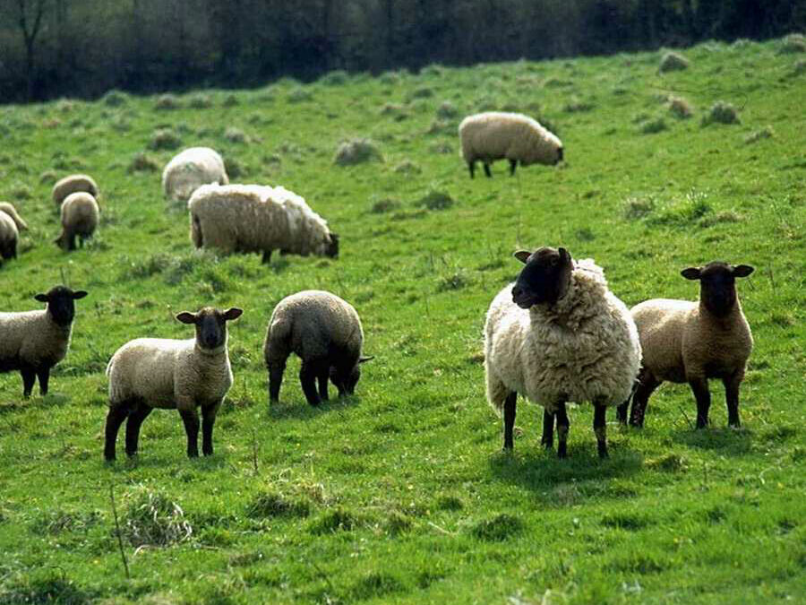 Where are the shepherds who are willing to live with the ‘smell of the sheep’?