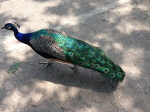 peacock zoo