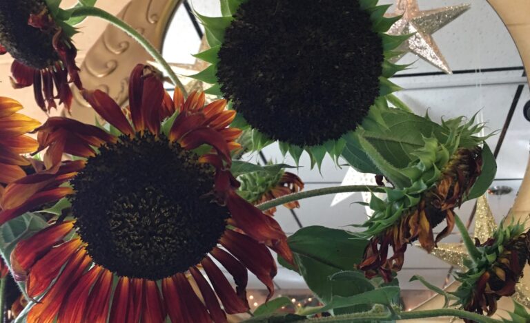 Beauty Even in the Fading