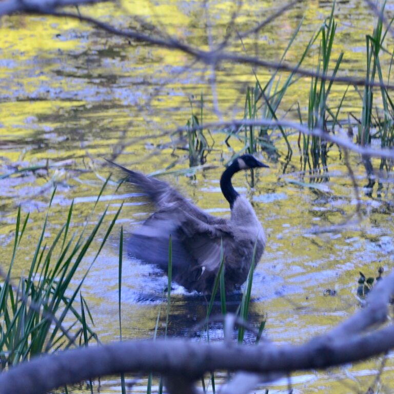 Welcoming the Wild Goose