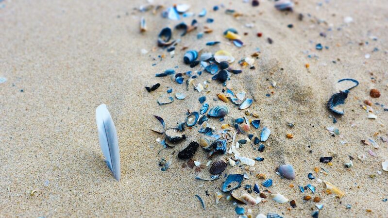 Broken seashells on sand with feather