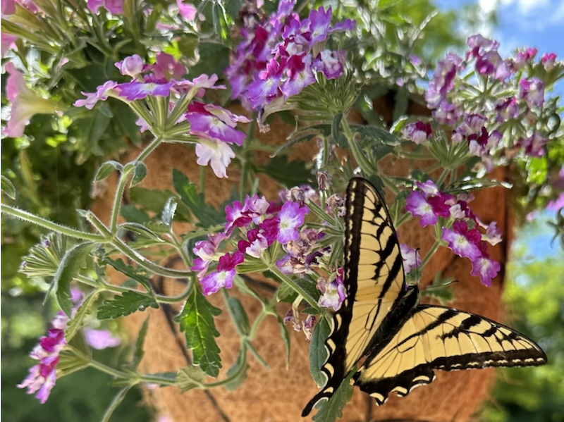 Yellow and black butterfly in basket of flowers