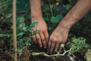 Hands planting in a garden